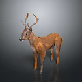 3D Rendered Realistic Brown Deer Model With Antlers Standing On Dark Background