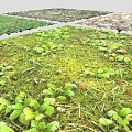 Diverse Natural Ground Scenes With Green Grass Moss And Fallen Leaves
