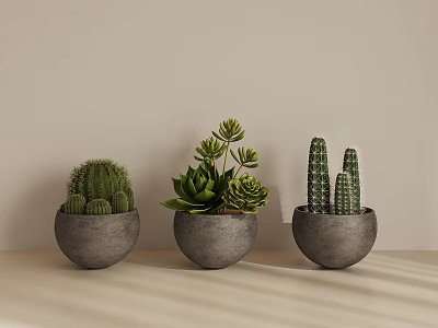 Three Succulent Cactus Plants In Gray Concrete Pots On Indoor Tabletop 3d model