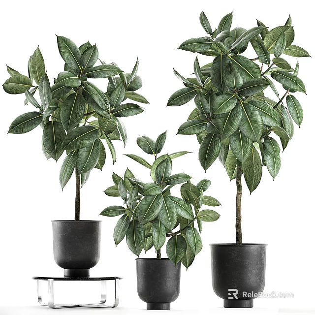 Bonsai Plants With Lush Green Leaves In Black Pots For Indoor Decoration 3d model 