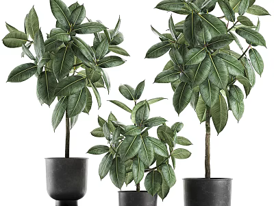Bonsai Plants With Lush Green Leaves In Black Pots For Indoor Decoration 3d model