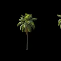Tall Palm Trees With Green Foliage And Curved Trunks In Row Arrangement