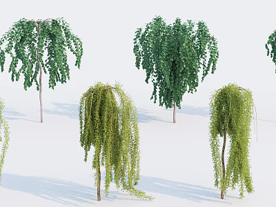 Weeping Willow Trees With Drooping Branches And Green Foliage In Various Forms 3d model