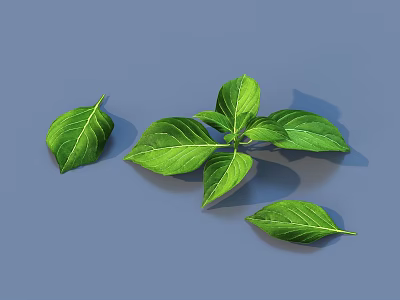 Fresh Green Basil Leaves Healthy Organic Vegetable On Blue Background 3d model