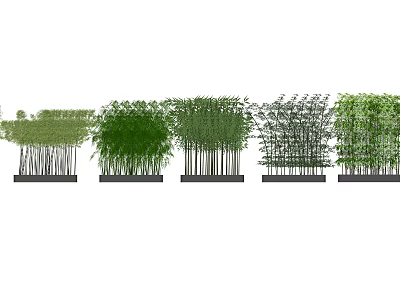 Different Bamboo Varieties Arranged in a Row with Black Bases 3d model