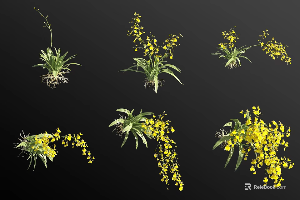 Yellow Orchid Flowers With Green Leaves And Root Systems In Various Arrangements 3d model 