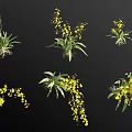 Yellow Orchid Flowers With Green Leaves And Root Systems In Various Arrangements