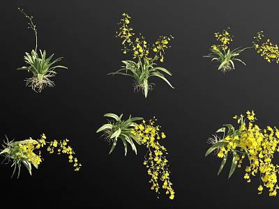Yellow Orchid Flowers With Green Leaves And Root Systems In Various Arrangements 3d model