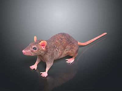 Realistic Brown Rat With Pink Ears And Tail On Dark Background 3d model