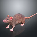 Realistic Brown Rat With Pink Ears And Tail On Dark Background