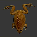 Brown Toad With Rough Skin And Bulging Eyes On Smooth Surface 3d model