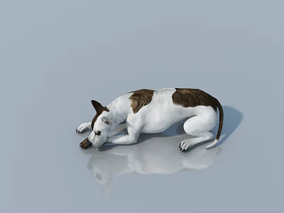 Brown And White Reptile Lying On Smooth Surface Sniffing Ground 3d model