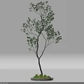 Arbor With Green Leaves Branches Trunk And Small Grass On White Background 3d model