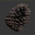 Dark Brown Pine Cone With Scaly Texture On Gray Gradient Reflective Surface 3d model