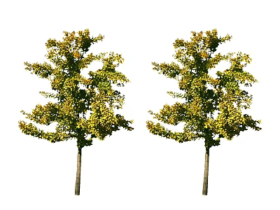 Two Arbor Trees With Green And Yellow Leaves And Brown Trunks In Natural View 3d model