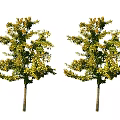 Two Arbor Trees With Green And Yellow Leaves And Brown Trunks In Natural View