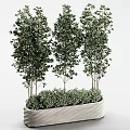 Decorative Green Leafy Potted Plants with Tall and Short Stems in Textured Planter