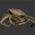 Brown Crab with Large Shell and Multiple Legs on Dark Background Showing Reflection 3d model