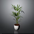 Green Plant with Slender Leaves in White Textured Pot and Red Soil Against Gray Background