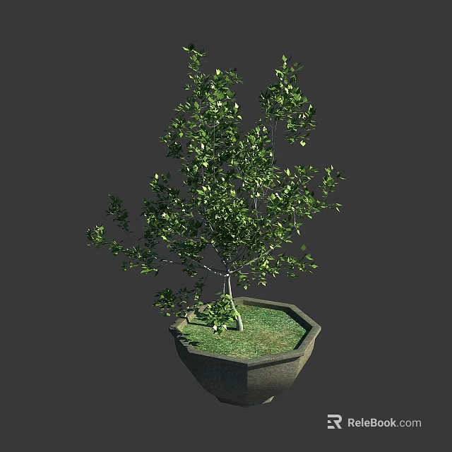 Lush Green Arbor With Dense Foliage In Hexagonal Planter Pot 3d model 