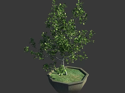 Lush Green Arbor With Dense Foliage In Hexagonal Planter Pot 3d model