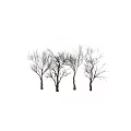 Various Arbor Trees With Different Trunk And Bare Branch Forms