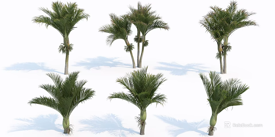 Various Palm Trees In Different Heights With Natural Shadows For Landscape Design 3d model 