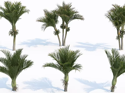 Various Palm Trees In Different Heights With Natural Shadows For Landscape Design 3d model