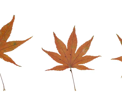 modern leaves leaves 3d model