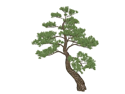 Elegant Arbor With Curved Trunk Lush Green Foliage And Natural Growth Pattern 3d model