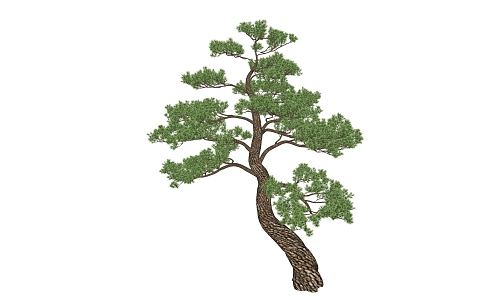 New Chinese Pine Landscape Tree 3d model