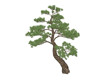 New Chinese Pine Landscape Tree 3d model