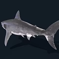 Great White Shark Swimming With Open Mouth Sharp Teeth Gray Skin
