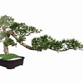 Indoor modeling tree potted plant 3d model