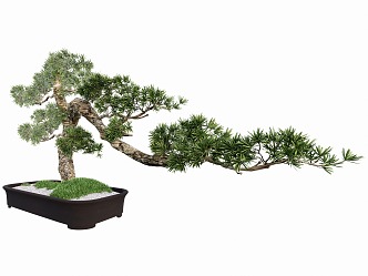 Indoor modeling tree potted plant 3d model