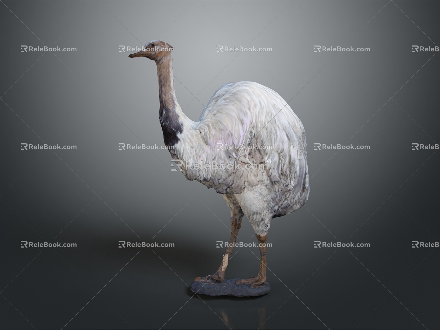 Ostrich spider bird bird bird bird animal game animal cartoon animal animal 3d model