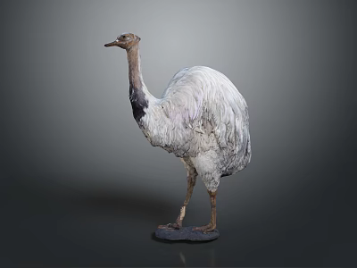 Realistic Ostrich Bird Specimen Standing On Dark Background With Detailed Plumage 3d model