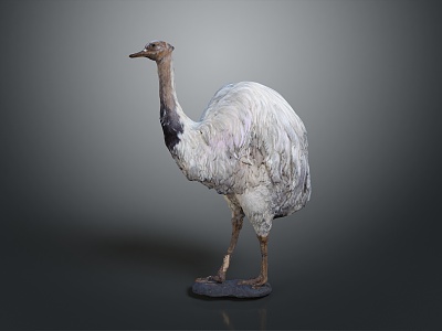 Ostrich spider bird animal game animal cartoon animal model