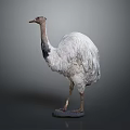 Realistic Ostrich Bird Specimen Standing On Dark Background With Detailed Plumage