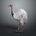 Ostrich spider bird bird bird bird animal game animal cartoon animal animal 3d model