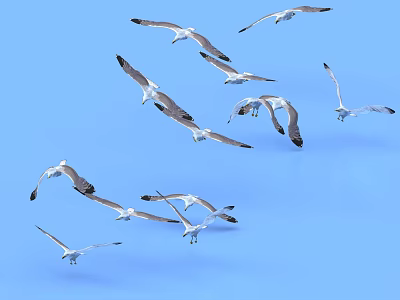 A Flock of Seagulls Gracefully Soaring High in the Blue Sky 3d model