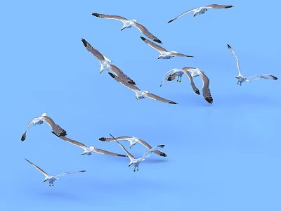 bird flock bird pigeon seagull flock bird 3d model