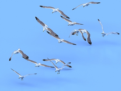 bird flock bird pigeon seagull flock bird 3d model