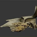 Animal Wall Decor Featuring Cow Skull and Small Animal Skulls for Home Decoration