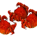 Three Fresh Red Crabs Vibrant And Tasty Aquatic Seafood Delicacy