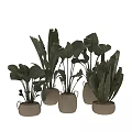 Large Leafy Green Plants In Various Shaped Pots As Garden Accents