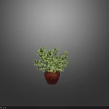 Lush Green Foliage in Dark Colored Vase on Shiny Reflective Surface 3d model