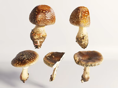Fresh Brown Mushrooms With White Spots Whole And Sliced Varieties On White Background 3d model