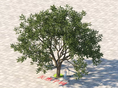 Sapindus Tree With Lush Foliage And Thick Trunk On Stone Pavement With Person Standing 3d model