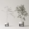 Indoor Potted Plants with Green Foliage and Different Tree Shapes in White Striped Pots